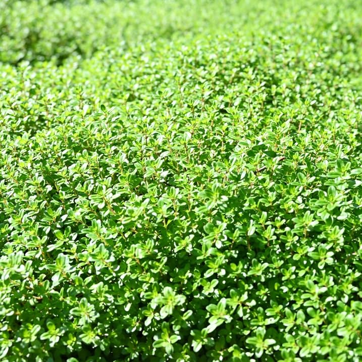 Amazon.co.jp: ヒメイワダレソウ（リピア）・クリーピングタイム